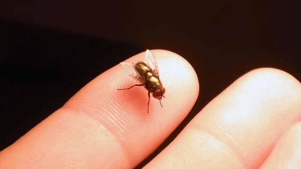 Un joven agricultor muri� luego de la picadura de una mosca que le provoc� una enfermedad devastadora (Imagen ilustrativa).