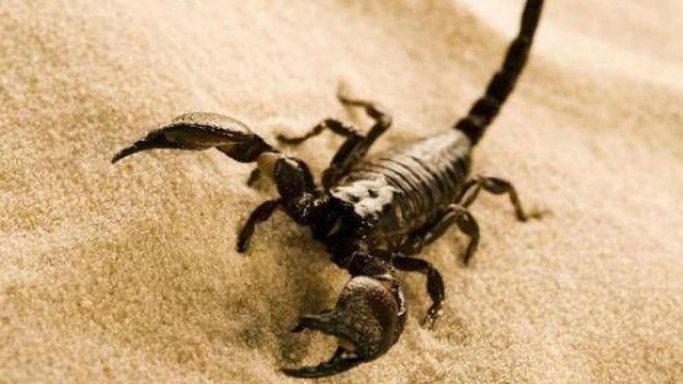 Un alacrán picó a una nena en una playa de Mar del Plata