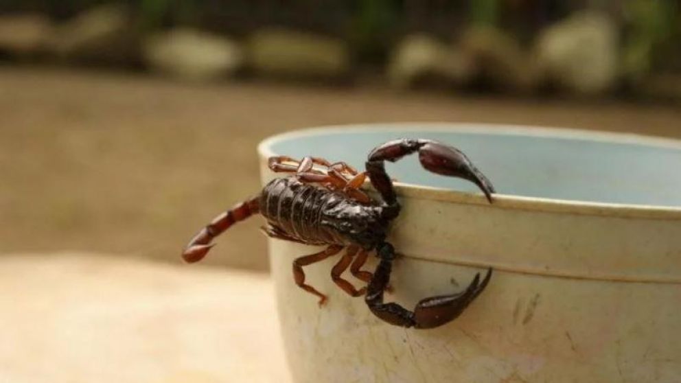 El daño varía según la contextura física de la persona afectada. (Imagen ilustrativa).