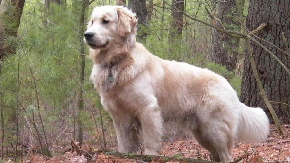 Perro se "afanó" a otro y lo llevó a pasear