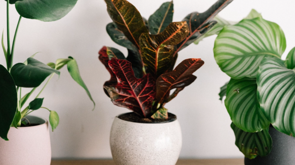 Experto en plantas recomienda un sistema de riego para que las plantas no queden sin agua en las vacaciones.