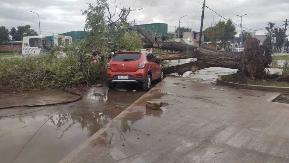 Un árbol de gran porte se desplomó sobre un auto en la rotonda de Cervantes y Otamendi