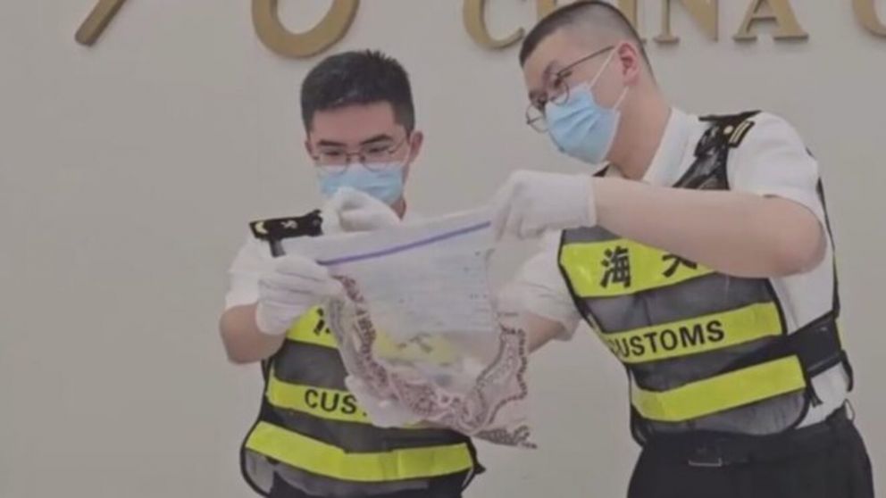 Arrestaron a un hombre cuando intentaba entrar a China con más de 100 serpientes ocultas en su pantalón (Imagen captura vídeo).