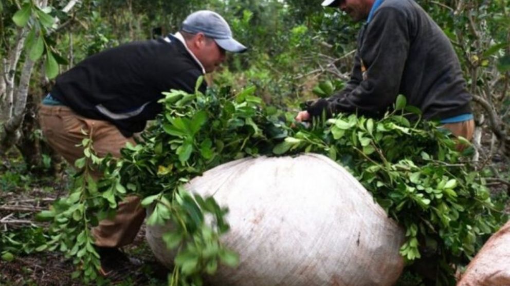 El DNU 70/2023 degrada al Instituto Nacional de la Yerba Mate quit�ndole funciones como la fijaci�n de precios o el registro de plantaciones.
