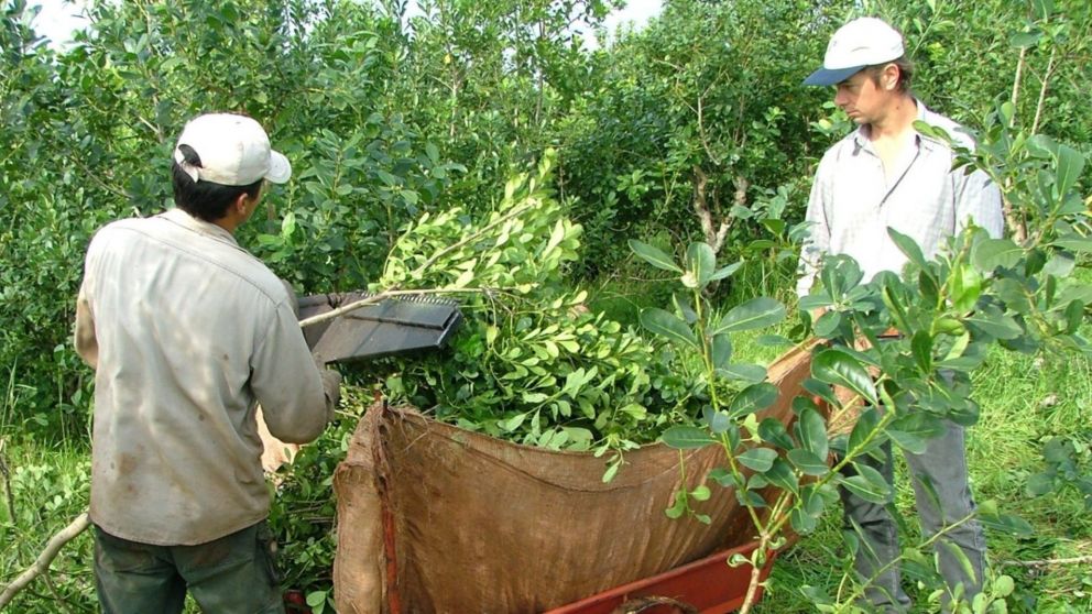 La Secretaría de Agricultura determinó los nuevos valores para la materia prima de yerba mate.