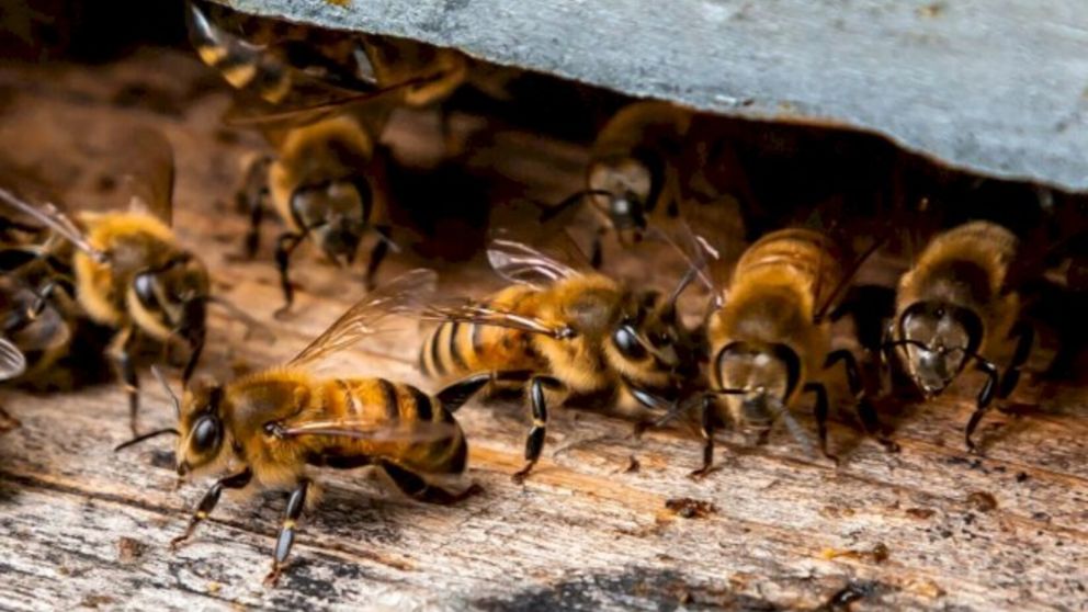 Hospitalizaron a 32 personas tras el sorpresivo ataque de un enjambre de abejas (Imagen ilustrativa).