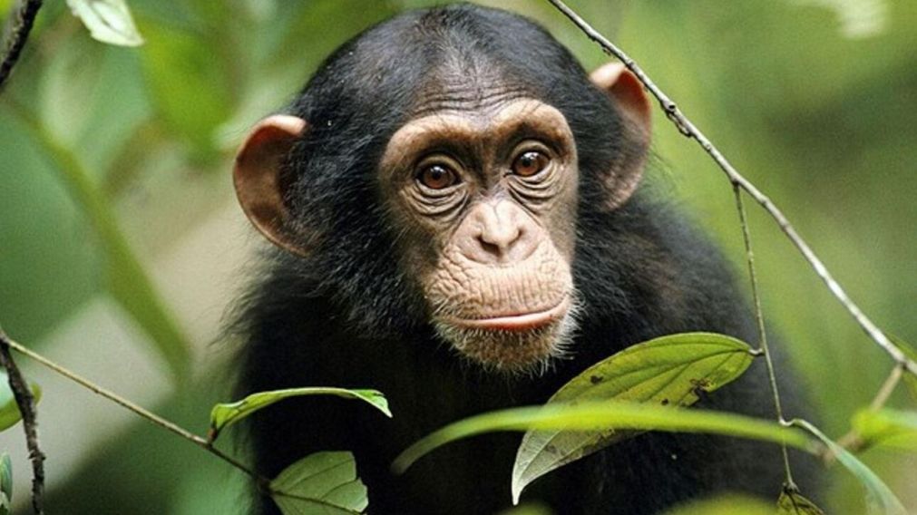 En la actualidad, el chimpancé es una especie amenazada (Imagen ilustrativa).
