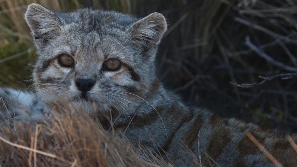 El gato andino es uno de los cinco felinos m�s amenazados en el mundo.