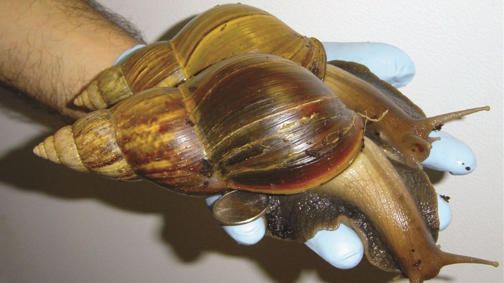 Hallan �uno de los caracoles m�s da�inos del mundo� y ponen una ciudad en cuarentena