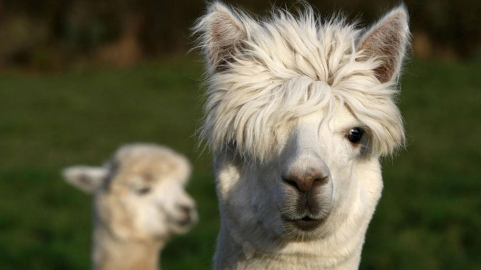 Las llamas, inesperadas heroínas contra la pandemia.