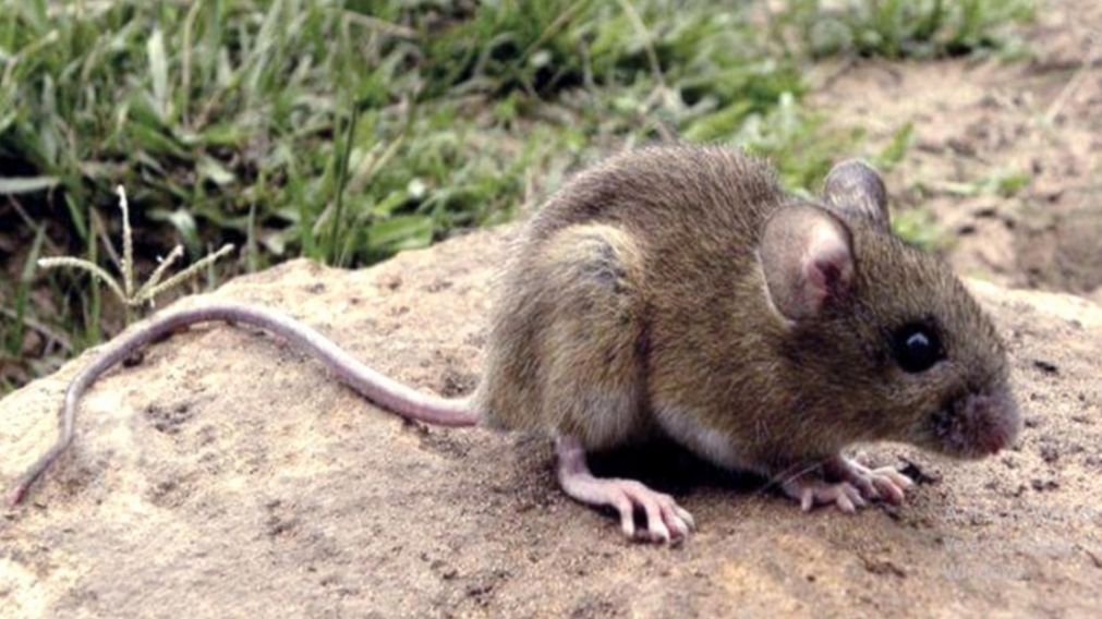 LA FHA es una enfermedad producida por el virus Junín, que tiene su reservorio en roedores de zonas rurales (Archivo/Télam).