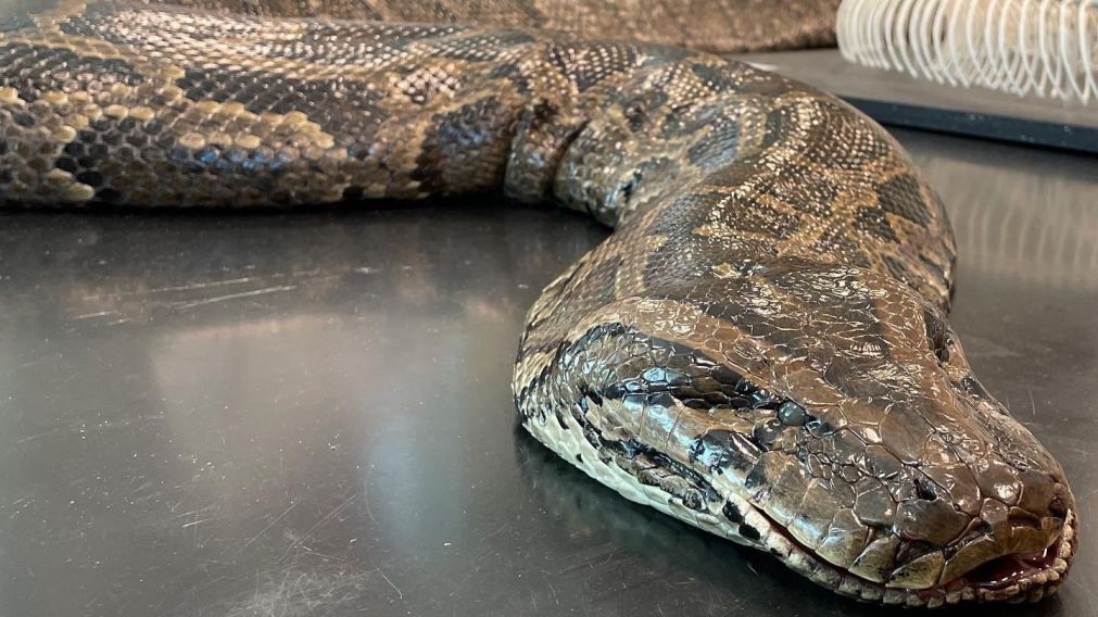 El reptil fue capturado en el estado de Florida (Twitter).