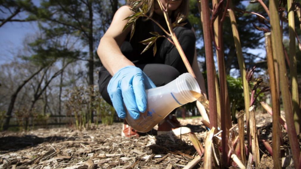 La orina humana está llena de los mismos nutrientes que las plantas necesitan para florecer y está casi libre de patógenos.
