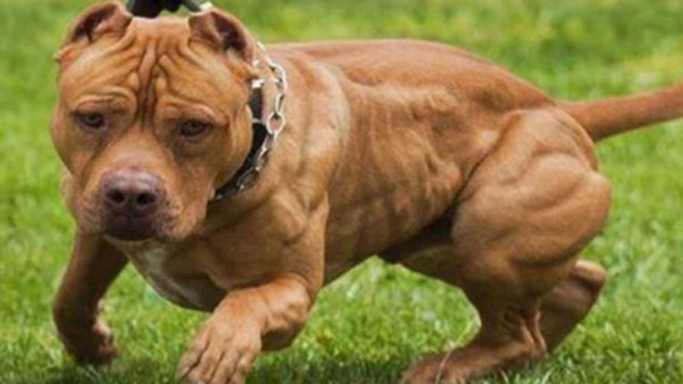 El pitbull persiguió al chico hasta dentro de su vivienda y provocó el susto que terminó con la vida de su mamá (Imagen ilustrativa).