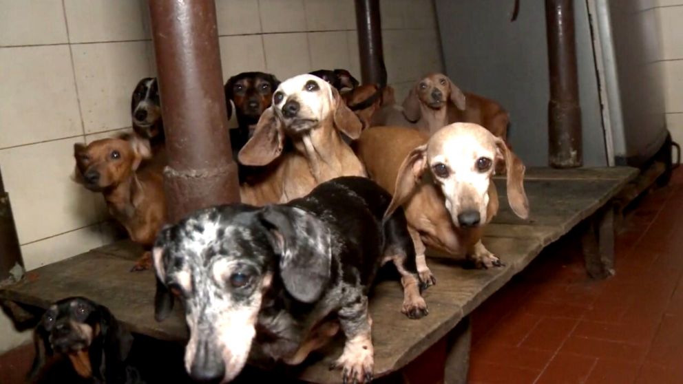 Algunos de los perritos rescatados por personal de la División Delitos Ambientales.