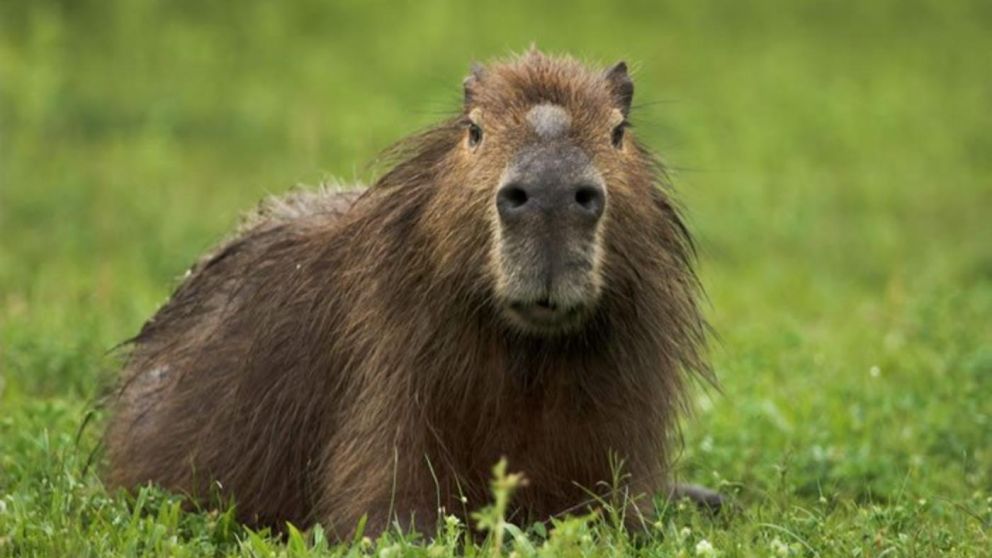 La ANMAT sacó de circulación un producto hecho a base de carpincho