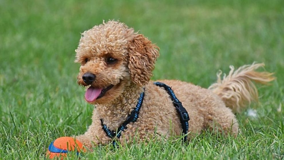 Una perrita se quedó junto a ella en todo momento que se había descompensado en la calle (imagen ilustrativa).
