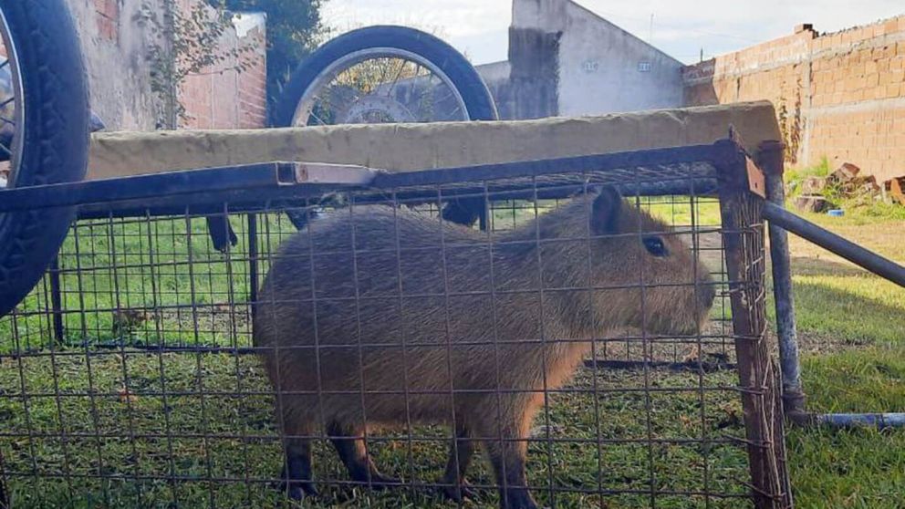 Joven se robó un carpincho de una reserva natural y terminó en la cárcel (imagen El Marplatense).