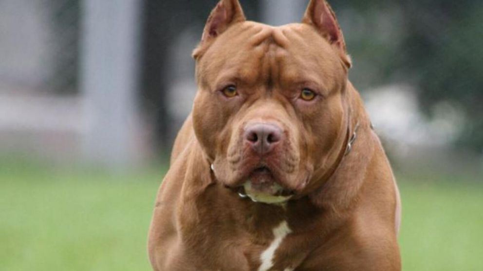 El pitbull estaba "alterado y agresivo" al momento del ataque, dijeron autoridades locales (Imagen ilustrativa).