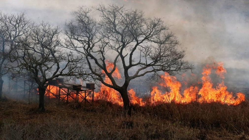 Incendios forestales: Entre Ríos y Santa Fe registran focos activos.