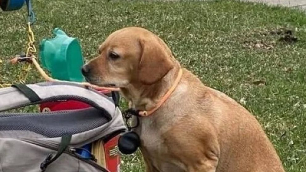 Abandonó a su perro con una mochila llena de juguetes y dejó una emotiva nota que se hizo viral (imagen Facebook).