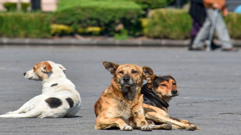 Tres perros le salvaron la vida a un hombre.