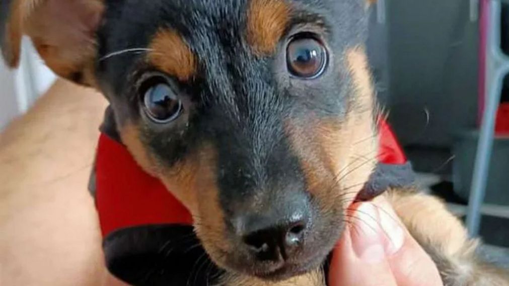 El dueño de Coco está durmiendo en Ezeiza hace más de un día.