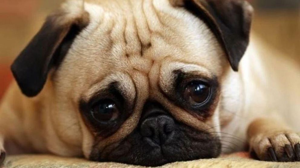 El nombre del perro trajo voces dispares en Reino Unido (Twitter).