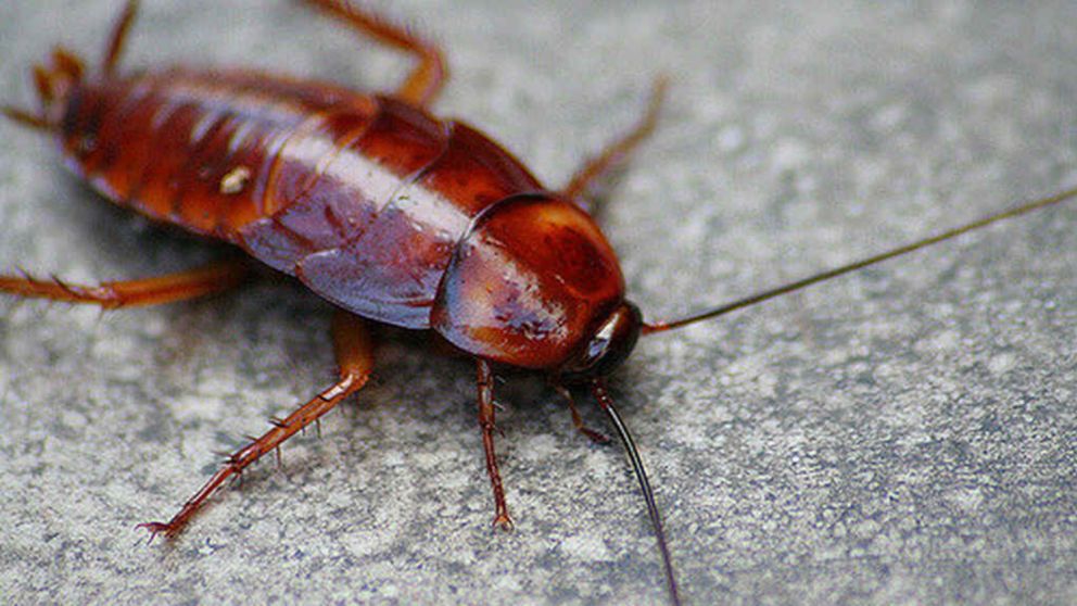 Las cucarachas suelen ser catalogadas como los insectos más asquerosos para los seres humanos.