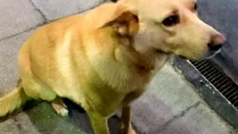 "Rubio", el perro callejero que vivía en una estación de servicio y fue salvajemente asesinado.