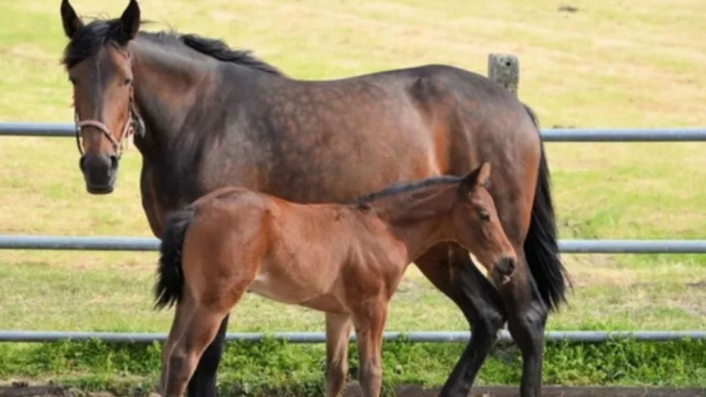 Ocurri� en la ciudad de La Banda, en Santiago del Estero.