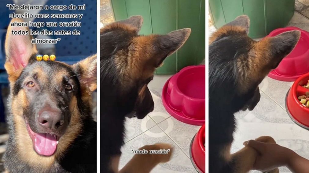 Se fue de vacaciones y le pidió a su que cuidara a su perro: ahora no come sin rezar antes (imagen captura vídeo).