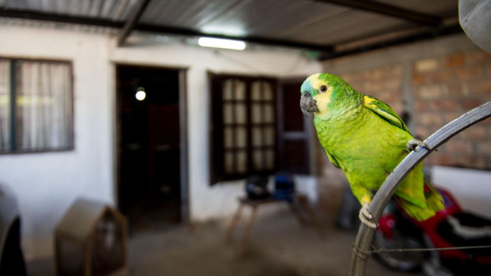 Lorenzo, el loro de Santiago del Estero que recibi� al encuestador del Censo 2022 cantando la marcha peronista (T�lam).