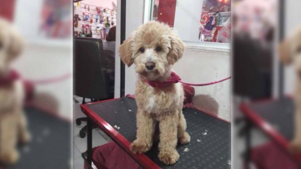 Llev� a su perro a una peluquer�a canina, pero no volvi� a buscarlo por un cruel motivo (imagen Los Andes).