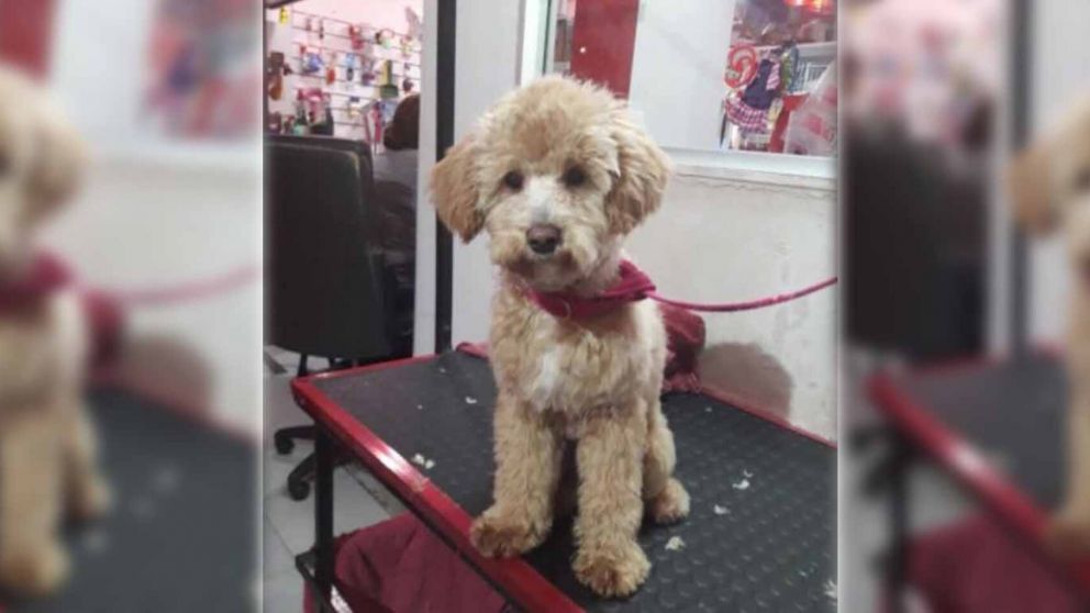 Llevó a su perro a una peluquería canina, pero no volvió a buscarlo por un cruel motivo (imagen Los Andes).