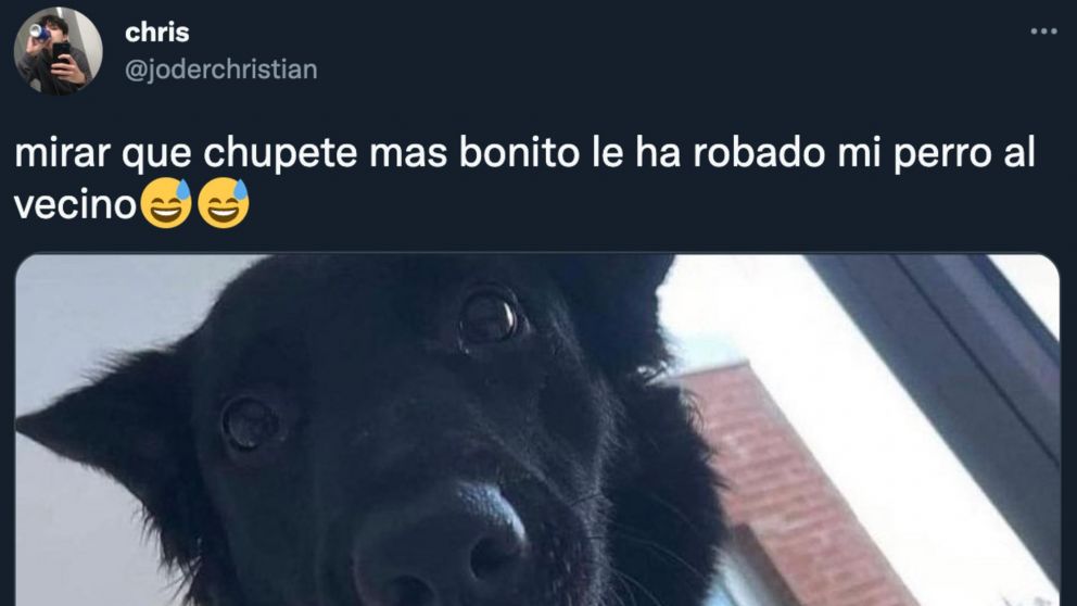 El perro hizo un hallazgo en el patio de su vecino que provocó la suspicacia de los usuarios de Twitter.