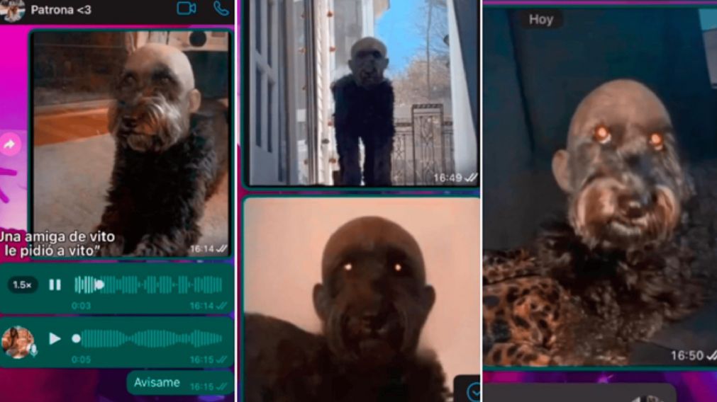 Le pidieron que cuide al perro "más raro del mundo" y su respuesta se volvió viral. (Captura de video)