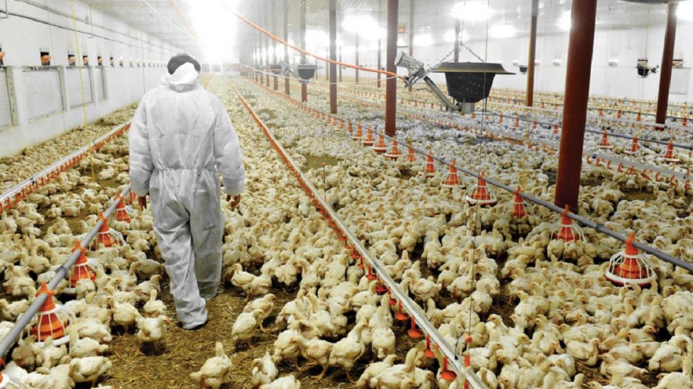 Fall� el sistema de ventilaci�n y fallecieron m�s de 27 mil gallinas (Imagen ilustrativa).
