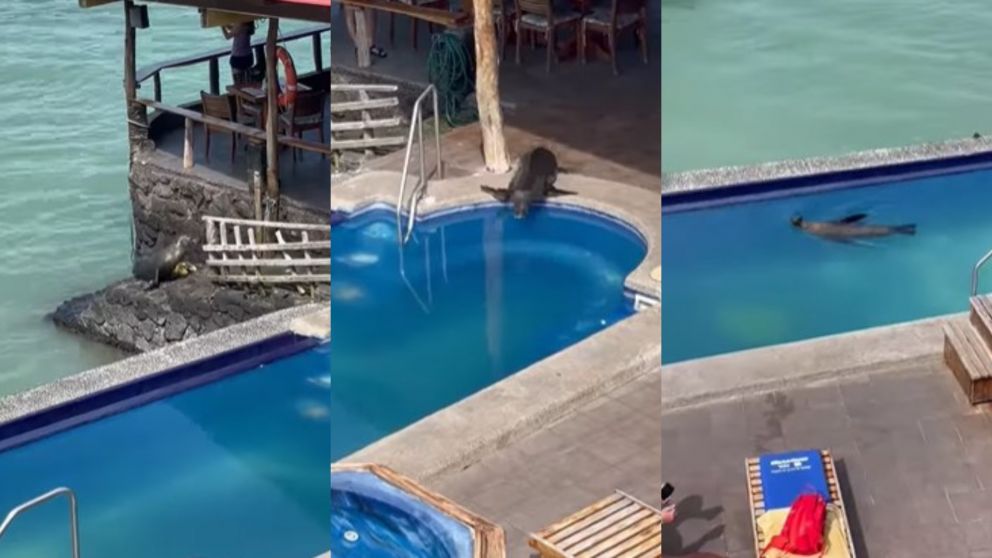 Un lobo marino se tiró de cabeza a la pileta de un hotel para nadar.