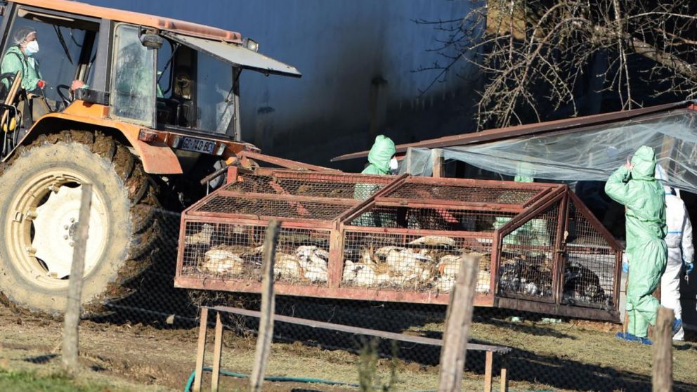 Las crisis vinculadas a la gripe aviar suelen concentrarse en el suroeste franc�s, sobre todo en las explotaciones de patos destinados a la producci�n de foie grass.