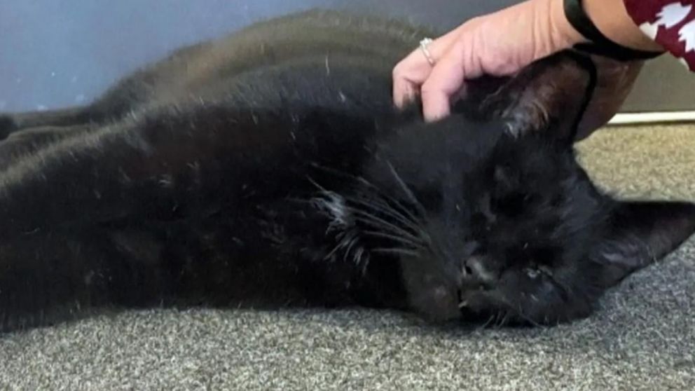 Gatito "aventurero" desapareció 5 años y volvió con su dueña