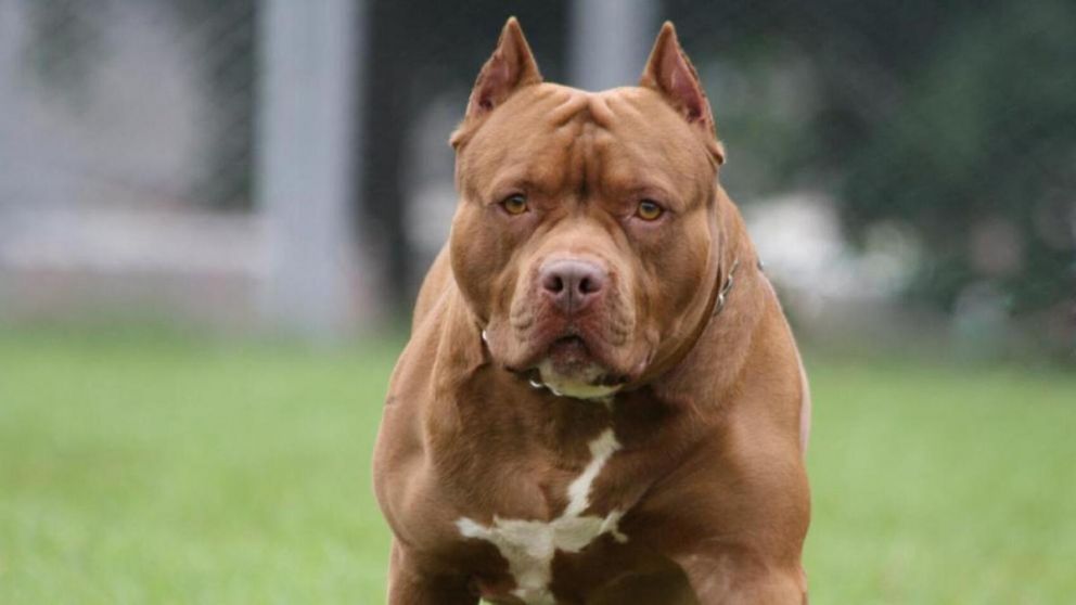 Una madre mató de una puñalada a un pitbull que que atacaba a su hija (imagen ilustrativa).