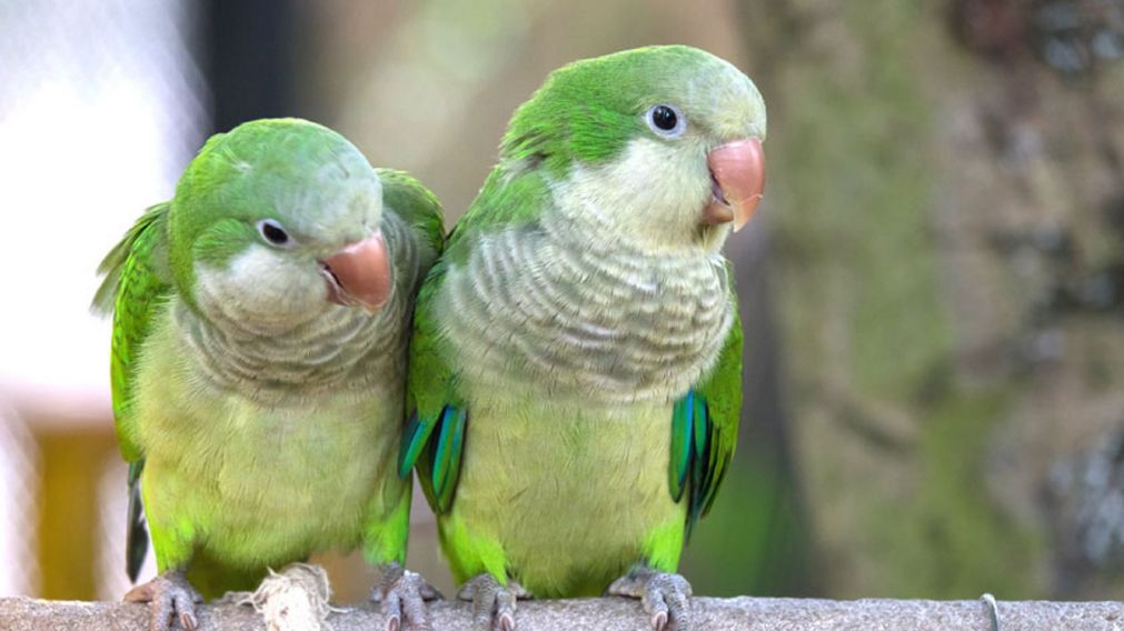 Los loros sorprendieron a todos con su pegadiza melodía.
