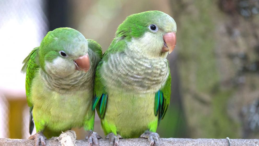 Los loros sorprendieron a todos con su pegadiza melod�a. 