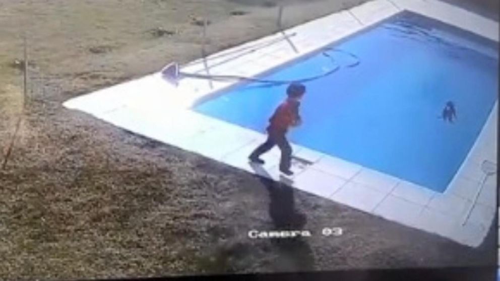 Un nene de 5 años le salvó la vida a su perro que se ahogaba en una piscina (imagen captura vídeo).