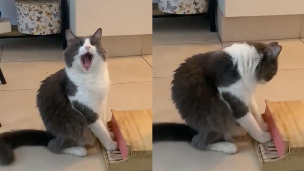El gato que es tendencia en TikTok por su increíble habilidad.