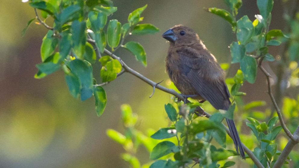 Una de las aves que se pueden hallar en la reserva natural Santa Catalina, situada en el Municipio de Lomas de Zamora.