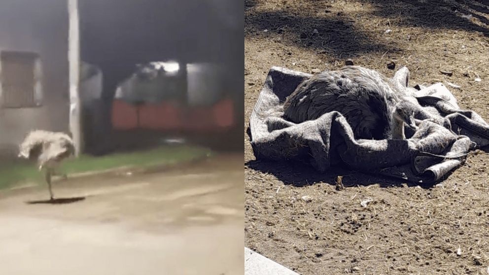 El animal protagonizó una insólita persecución policial por las calles de General Rodríguez.