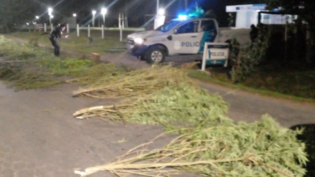 Estas son algunas de las plantas de marihuana que fueron incautadas por los funcionarios.
