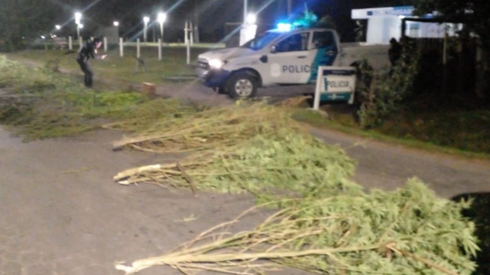 Estas son algunas de las plantas de marihuana que fueron incautadas por los funcionarios.